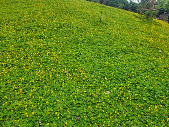 Bạn Nữ k tim nữa Ly dị 32 tuổi Tìm người để kết hôn ở TP Bắc Ninh, Bắc Ninh