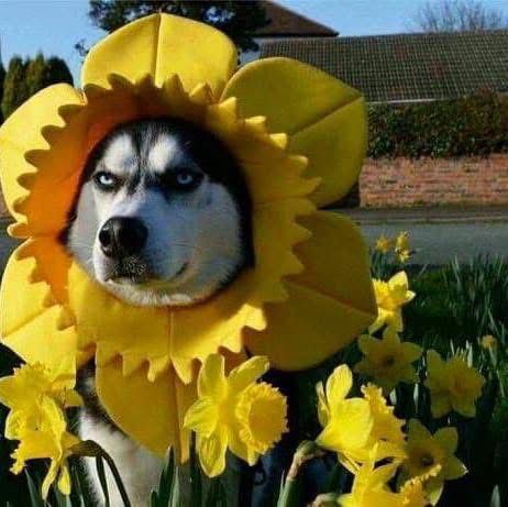 Bạn Nữ Như Như Độc thân 24 tuổi Tìm bạn bè mới ở Tokyo, Nhật