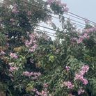 lê thị thuỳ trang - Tìm người yêu lâu dài - Quận 3, TP Hồ Chí Minh - đơn sơ mộc mạc