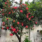 Yen - Tìm bạn đời - Biên Hòa, Đồng Nai - Nghiêm túc, chân thành…