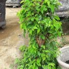 Ngọc vy - Tìm người yêu lâu dài - Quy Nhơn, Bình Định - Tìm người để kết hôn