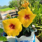 Hồng Nguyện - Tìm người để kết hôn - Tân An, Long An - Hoà đồng, Nghiêm túc