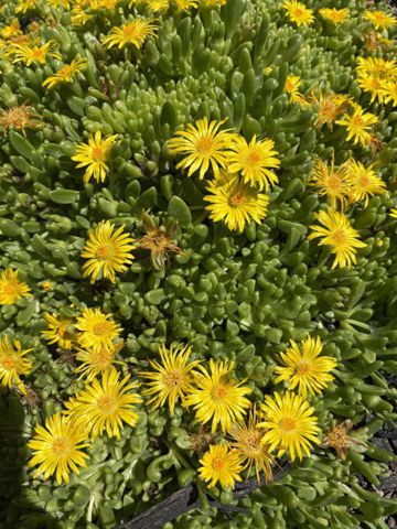 Bạn Nữ Trang Ly dị 36 tuổi Tìm bạn bè mới ở Phan Rang, Ninh Thuận