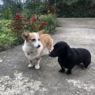 Cao phụng - Tìm người để kết hôn - Bình Chánh, TP Hồ Chí Minh - Sẽ nói sau
