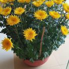 Đa tình - Tìm người để kết hôn - Thuận An, Bình Dương - tìm cho mình một nữa để yêu thương