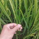 Nguyễn Văn Vị 0326182965 - Tìm người để kết hôn - Mỹ Đức, Hà Nội - Tìm bạn đời đi suốt cuộc đời