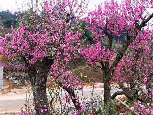 Bạn Nữ 8Mainguyen Ly dị 32 tuổi Tìm bạn đời ở Thủ Dầu Một, Bình Dương