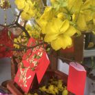 Phi Phượng - Tìm bạn tâm sự - Bình Chánh, TP Hồ Chí Minh - Mộc mạc