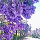 Tìm Bạn Đời - Tìm bạn đời - California, Mỹ - Hiền lanh, chan thanh , Vui ve
