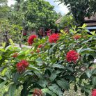 Như binh - Tìm người để kết hôn - Bình Thạnh, TP Hồ Chí Minh - Thật thà vui vẻ