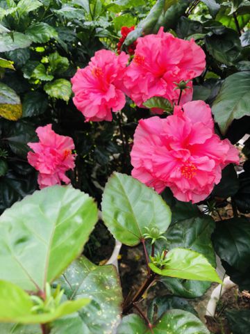 Bạn Nữ Ngoc Độc thân 60 tuổi Tìm người yêu lâu dài ở TP Bắc Ninh, Bắc Ninh
