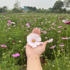 Cẩm tú cầu ❤️ - Tìm người để kết hôn - Hoàn Kiếm, Hà Nội - Em mộc mạc , chân thành , sống tình cảm  chan hoà ,