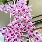 Thuy - Tìm người để kết hôn - TP Thanh Hóa, Thanh Hóa - chân thành