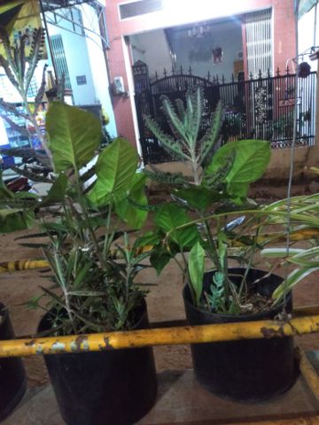 Bạn Nam Xuân Lộc Ly dị 37 tuổi Tìm bạn đời ở Pleiku, Gia Lai