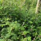 MY - Tìm người để kết hôn - Hoàn Kiếm, Hà Nội - Tìm 1 nửa của mình