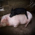 Huy - Tìm người yêu lâu dài - Biên Hòa, Đồng Nai - Finding chubby